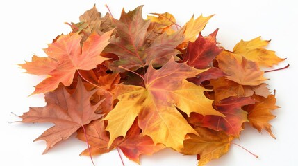 Fototapeta premium Autumn Splendor in Maple Leaves on White