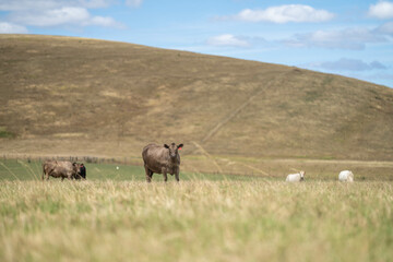beautiful cattle in Australia  eating grass, grazing on pasture. Herd of cows free range beef being regenerative raised on an agricultural farm. Sustainable farming