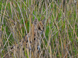 Serval in grass