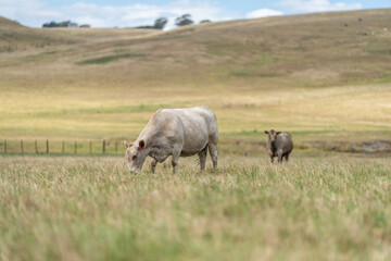 beautiful cattle in Australia  eating grass, grazing on pasture. Herd of cows free range beef being regenerative raised on an agricultural farm. Sustainable farming