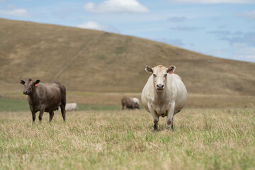 beautiful cattle in Australia  eating grass, grazing on pasture. Herd of cows free range beef being regenerative raised on an agricultural farm. Sustainable farming