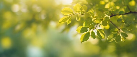 Sunlit green foliage with bokeh outdoors. Panoramic view, copy space. Made with generative AI technology