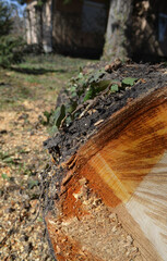 Cut tree trunk