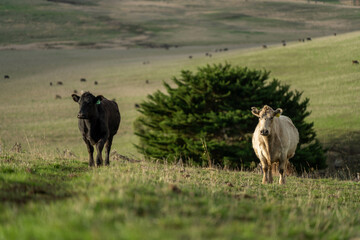 Naklejka premium 'Agricultural sustainable cattle raising livestock practices on a regenerative agriculture farm. Sustainable agriculture in Australia. cows grazing at sunset in in green short grass after a drought
