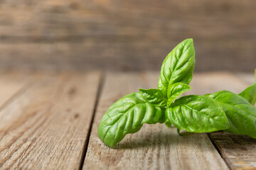 Green basil leaves on a textured wooden background. Kitchen herbs, spices. Fresh green organic basil. Vegan. Greens for salad. Place for text. Copy space.
