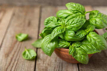 Green basil leaves on a textured wooden background. Kitchen herbs, spices. Fresh green organic basil. Vegan. Greens for salad. Place for text. Copy space.