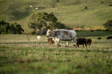 'Agricultural sustainable cattle raising livestock practices on a regenerative agriculture farm. Sustainable agriculture in Australia. cows grazing at sunset in in green short grass after a drought