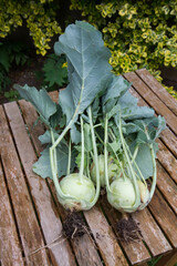 The Kohlrabi (turnip cabbage) freshly gathered in a garden, on a wooden table