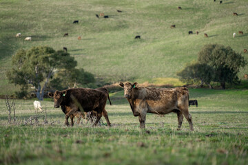 'Agricultural sustainable cattle raising livestock practices on a regenerative agriculture farm. Sustainable agriculture in Australia. cows grazing at sunset in in green short grass after a drought