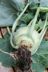 The Kohlrabi (turnip cabbage) freshly gathered in a garden, on a wooden table