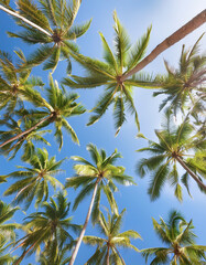 ヤシの木と青空