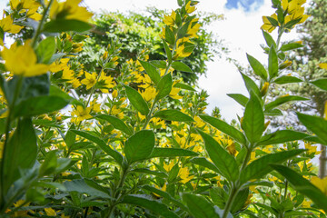 The Loosestrife (Lysimachia) plant blooming seen upwards