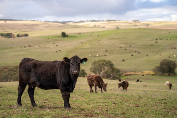 'Agricultural sustainable cattle raising livestock practices on a regenerative agriculture farm. Sustainable agriculture in Australia. cows grazing at sunset in in green short grass after a drought