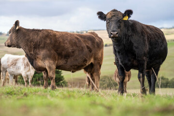 'Agricultural sustainable cattle raising livestock practices on a regenerative agriculture farm. Sustainable agriculture in Australia. cows grazing at sunset in in green short grass after a drought