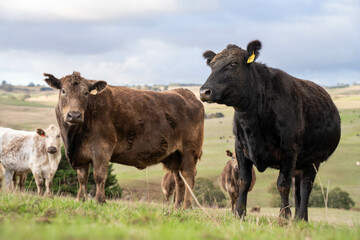 'Agricultural sustainable cattle raising livestock practices on a regenerative agriculture farm. Sustainable agriculture in Australia. cows grazing at sunset in in green short grass after a drought