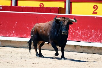 brave bull in the bullring of pamplona navarra