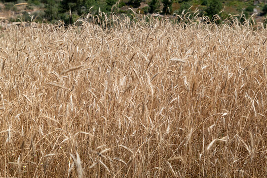 Campo de trigo dourado com colheita iminente: Paisagem rural id&iacute;lica