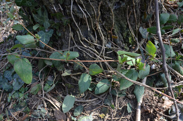 Fototapeta premium Leaves on the tree trunk in the park