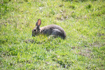 wild  rabbit  running around a  field  in the  county side  