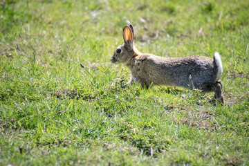 wild  rabbit  running around a  field  in the  county side  