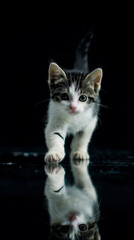 black and white kitten