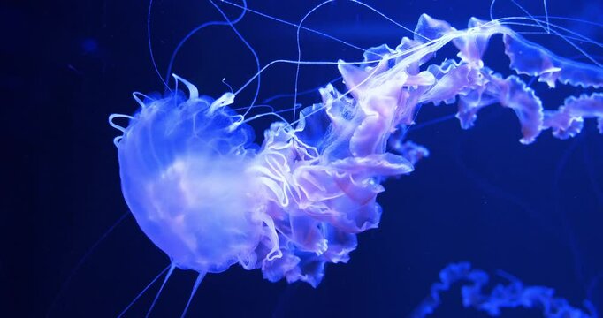 Medusa swims underwater. Beautiful jellyfish swims in aquarium