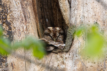 Tawny Owl sat on a nest in a dead tree, County Durham, England, UK.