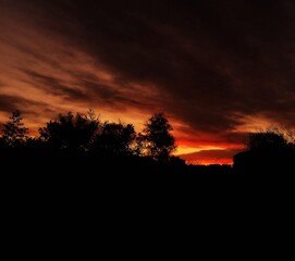 Vibrant Sunset Silhouettes Trees Against Fiery Sky - Perfect for Tranquil Backgrounds and Serene Scenery. Morning, sunrise.