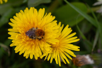Carder Bumblebee sheltering from the cold in a Common Dandelion flower. County Durham, England, UK.