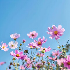 Pink cosmos flowers with blue sky in garden,space for text,summer season