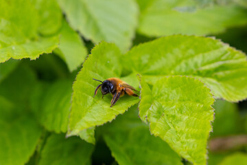 Buffish Mining Bee sat on Bramble Leaves, County Durham, England, UK.
