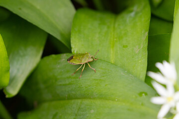 Green Shield Bug sat on a leaf. Bishop Middlhem nature reserve, County Durham, England, UK.