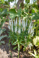 The spiked speedwell (Veronica spicata) plant blooming in a garden