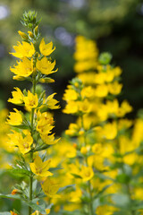 The Loosestrife (Lysimachia) plant blooming	
