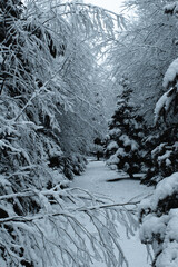 snow covered trees