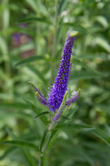 The spiked speedwell (Veronica spicata) plant blooming in a garden