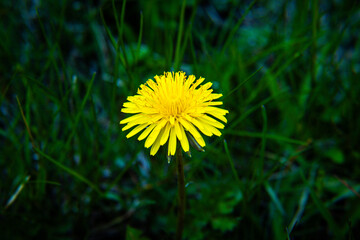 yellow flower