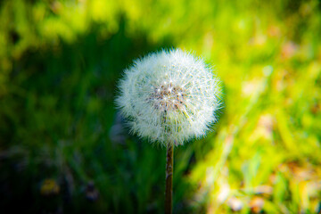 dandelion in the grass