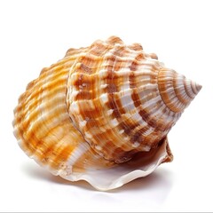 Seashell collection isolated on white background