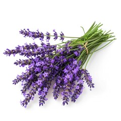 Bunch of Lavender Flowers Isolated on White Background for Botanical Concept