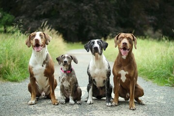Pack of louisiana leopard dogs sit together on the way in nature. © Katerina