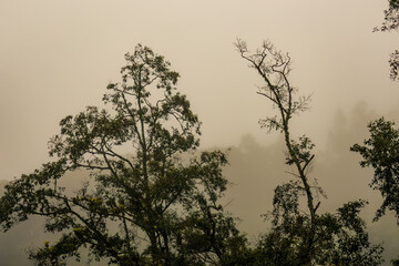 A dense early morning fog covers the  native forests and the farmlands, in the eastern Andean mountains of central Colombia.