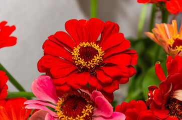 Red blooming flower in a bouquet