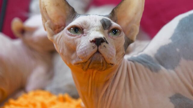 Sphynx cat - breed of cat known for its lack of fur. Sphynx was developed through selective breeding. Hairlessness in cats - naturally occurring genetic mutation