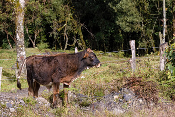 Fototapeta premium Side view of a mostly brown calf in a rocky farm field, near the town of Arcabuco, in the eastern central Colombia.