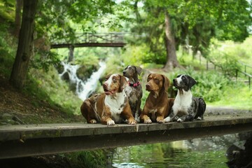 Pack of louisiana leopard dogs lies together on a bridge in nature. © Katerina