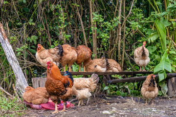 Some chickens perched on a rustic wooden chair and the messy front yard of a country house near the town of Arcabuco, in central Colombia.
