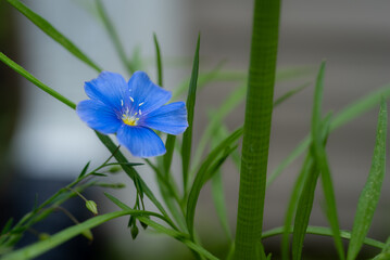 flax flower