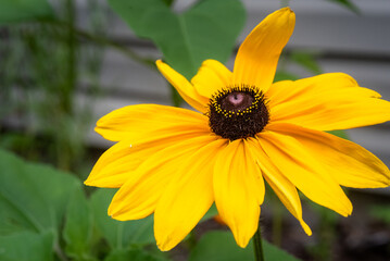 black eyed susan