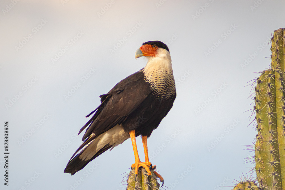 Wall mural yellow billed hornbill bird